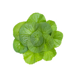 Centella asiatica, Asiatic Pennywort leave isolated on white background. This has clipping path.