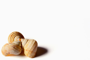 Sea shells on white background.