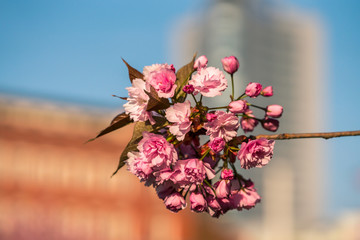 Pink cherry blossoms in front of the panorama tower in the city center of Leipzig
