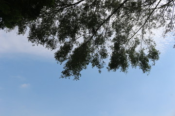 The phanorama of nature in our country