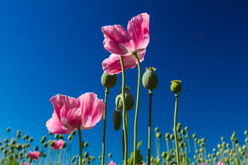Schlafmohn (Papaver somniferum), Schlafmohn Anbau in Deutschland