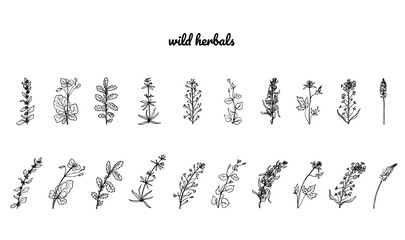 Wild herbs, drawn by a black line on a white background. Vector. Set. Hand drawing.