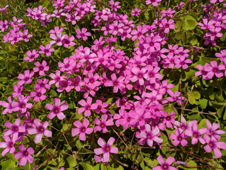 pink flowers in the garden as background