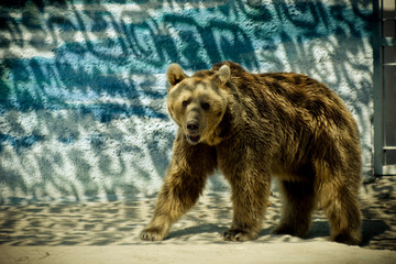 Big brown bear stands in the zoo