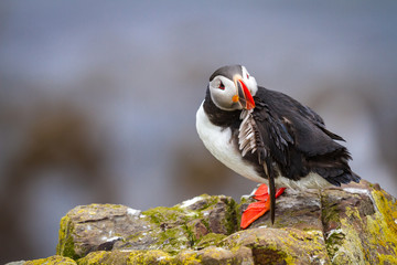 Papageitaucher (Fratercula arctica) auf Island