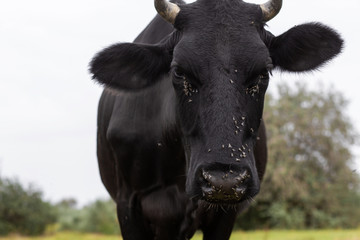 Obraz premium Rural cows graze on a green meadow. Rural life. Animals. agricultural country