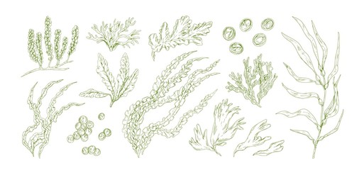Collection of monochrome edible algae isolated on white background. Different hand drawn seaweed. Organic water plants. Realistic detailed seaware set. Vector illustration - obrazy, fototapety, plakaty