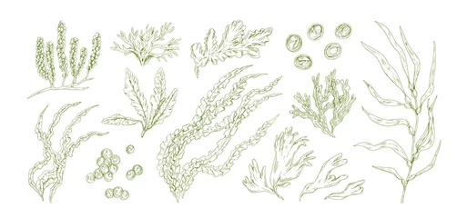 Foto op Plexiglas Collection of monochrome edible algae isolated on white background. Different hand drawn seaweed. Organic water plants. Realistic detailed seaware set. Vector illustration © Good Studio