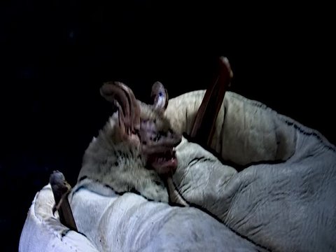 cave bat