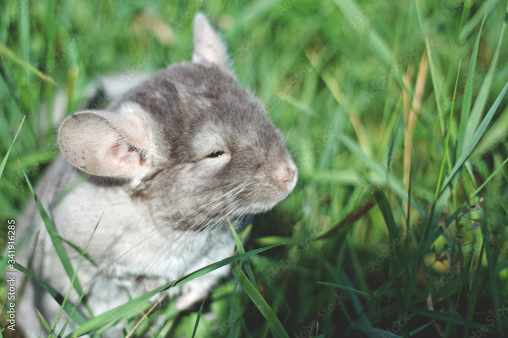 Wall mural Little gray chinchilla walks on the street on green grass.