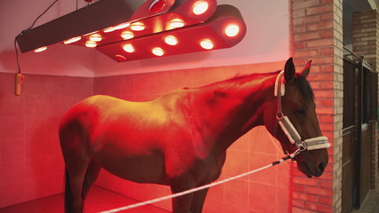 Beautiful chestnut dog standing under infrared lamp getting suntan and warmth. Horse under infrared...
