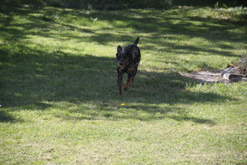 Sheepdogs domestic garden puppy playing together