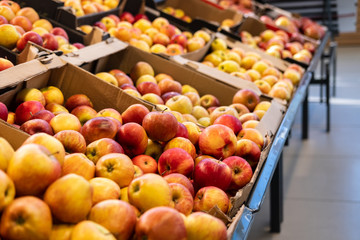 Fresh red and yellow apples are in boxes on the store counter