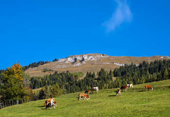 Autumn morning pasture and cow herd from hiking path near Dorfgastein, Austria.