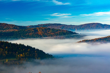 fog at sunrise over the pine forests