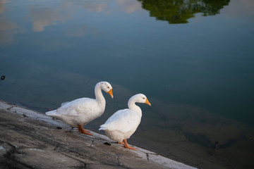 Fototapeta premium Portrait of two swans near Victoria Memorial along with the nearby pond and the reflection.
