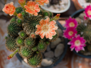 Orange-white of lobivia cactus blooming in the garden, lobivia cactus