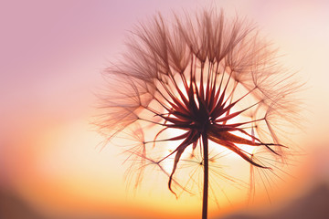Obrazy  mniszek lekarski o zachodzie słońca. Wolność życzeń. Sylwetka mniszka lekarskiego puszysty kwiat na niebie o zachodzie słońca