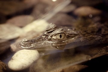 Fototapeta premium crocodile in a cage at the zoo