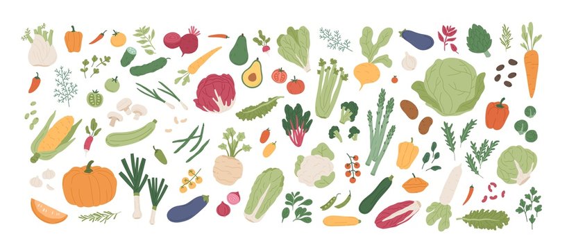 Collection of various vegetables isolated on white background. Bundle of organic natural crops, salads, greens and herbs. Colorful vector illustration in flat cartoon style