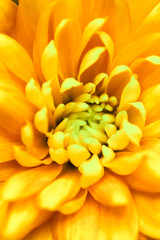 Abstract floral background, yellow chrysanthemum flower. Macro flowers backdrop for holiday brand design