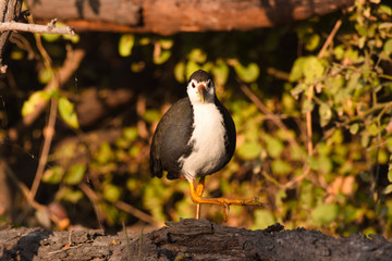 black winged blackbird
