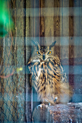 An owl looking at a bird in a cageundefined