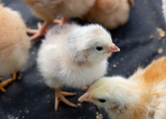 Little chicks that just hatched from an egg. Growing poultry in an incubator.