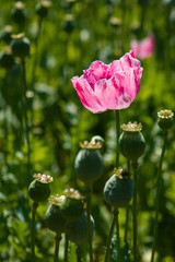 Schlafmohn (Papaver somniferum), Schlafmohn Anbau in Deutschland