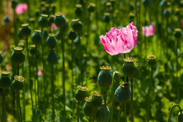 Schlafmohn (Papaver somniferum), Schlafmohn Anbau in Deutschland