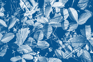 Strawberry leaves in a classic blue color. Color 2020. Background with leaves