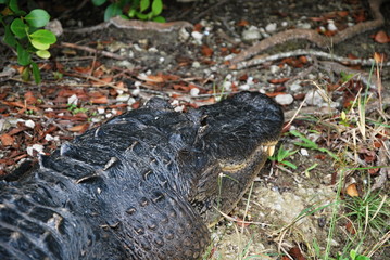 Alligator in Everglades National Park, Florida