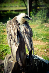 cage hawk in the zoo