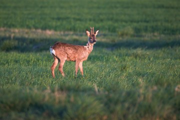 Rehwild im Frühjahr