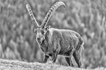 Alpine ibex at grazing (Capra ibex)