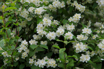 Blurry natural floral background. Background of white jasmine flowers. Textures of white flowers. Green with white floral background. Close-up, cropped shot, horizontal. Nature's beauty.