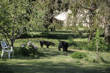 Sheepdogs domestic garden puppy playing together