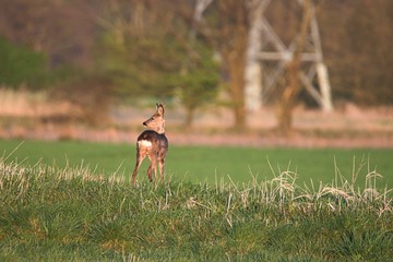Rehwild im Frühjahr