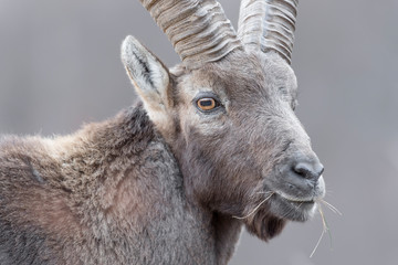 Detailed portrait of Alpine ibex at grazing (Capra ibex)