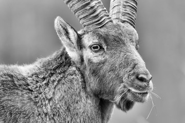 Black and white portrait of Alpine ibex (Capra ibex)