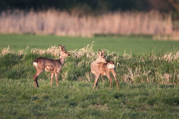 Rehwild im Frühjahr