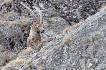 Ibex mountain in rocky region (Capra ibex)