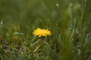 Single Dandelion in green grass