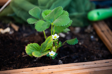 strawberry plant showing first flowers in a raised bed on a terrace