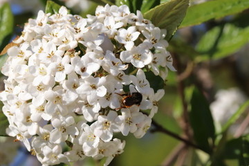Insekt auf einer bl&uuml;hende Brautspiere im Fr&uuml;hling