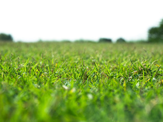 selective focus green grass meadow field from outdoor park isolated in white background.