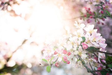Spring and nature concept, cherry blossoms against sunlight and blurred cherry tree