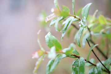 Green fresh leaves dewy with water in Tropical Rainforest