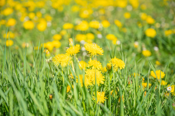 Spring and nature concept, dandelion blossoms in front of blurred flowers and meadow in lush green