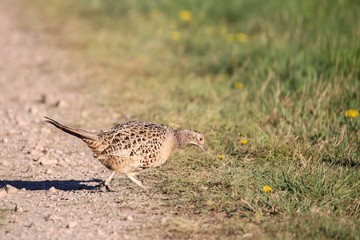 Fasan in freier Natur